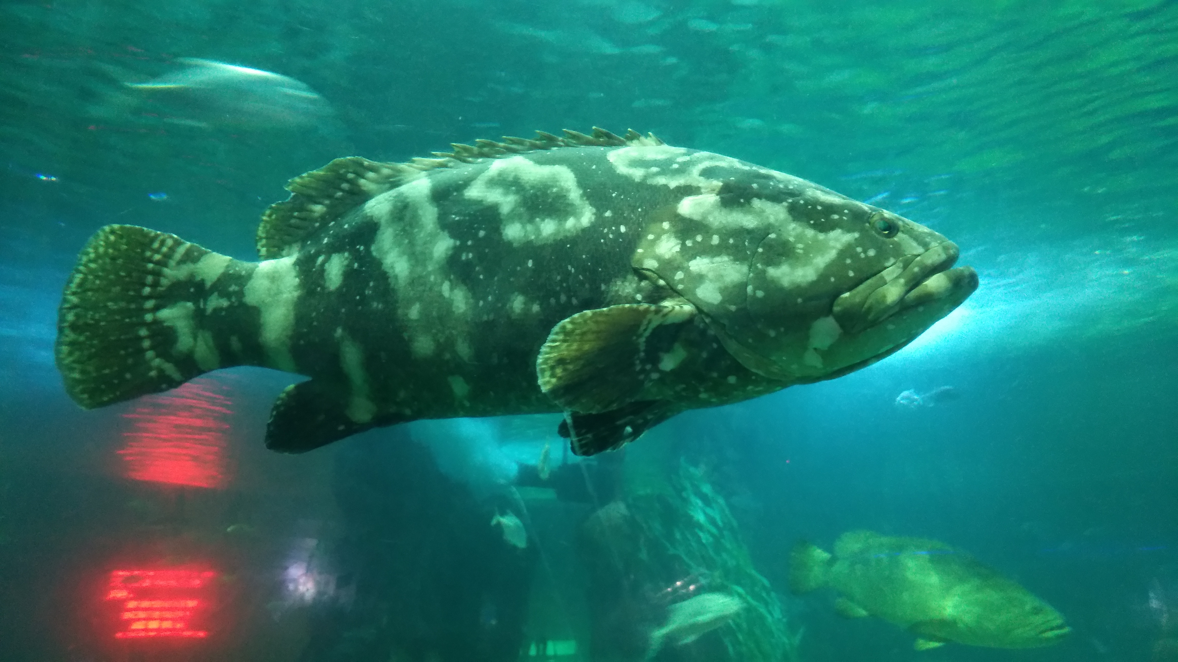 开封东京海洋馆