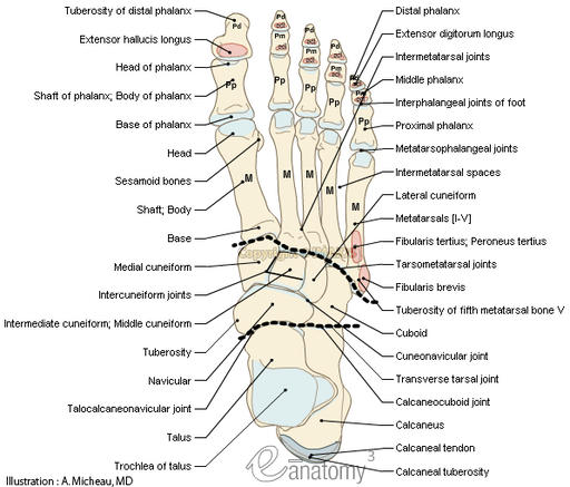  p>跗骨(tarsal bones) 组成足的后半部的短骨,共有7块,即跟骨(cal