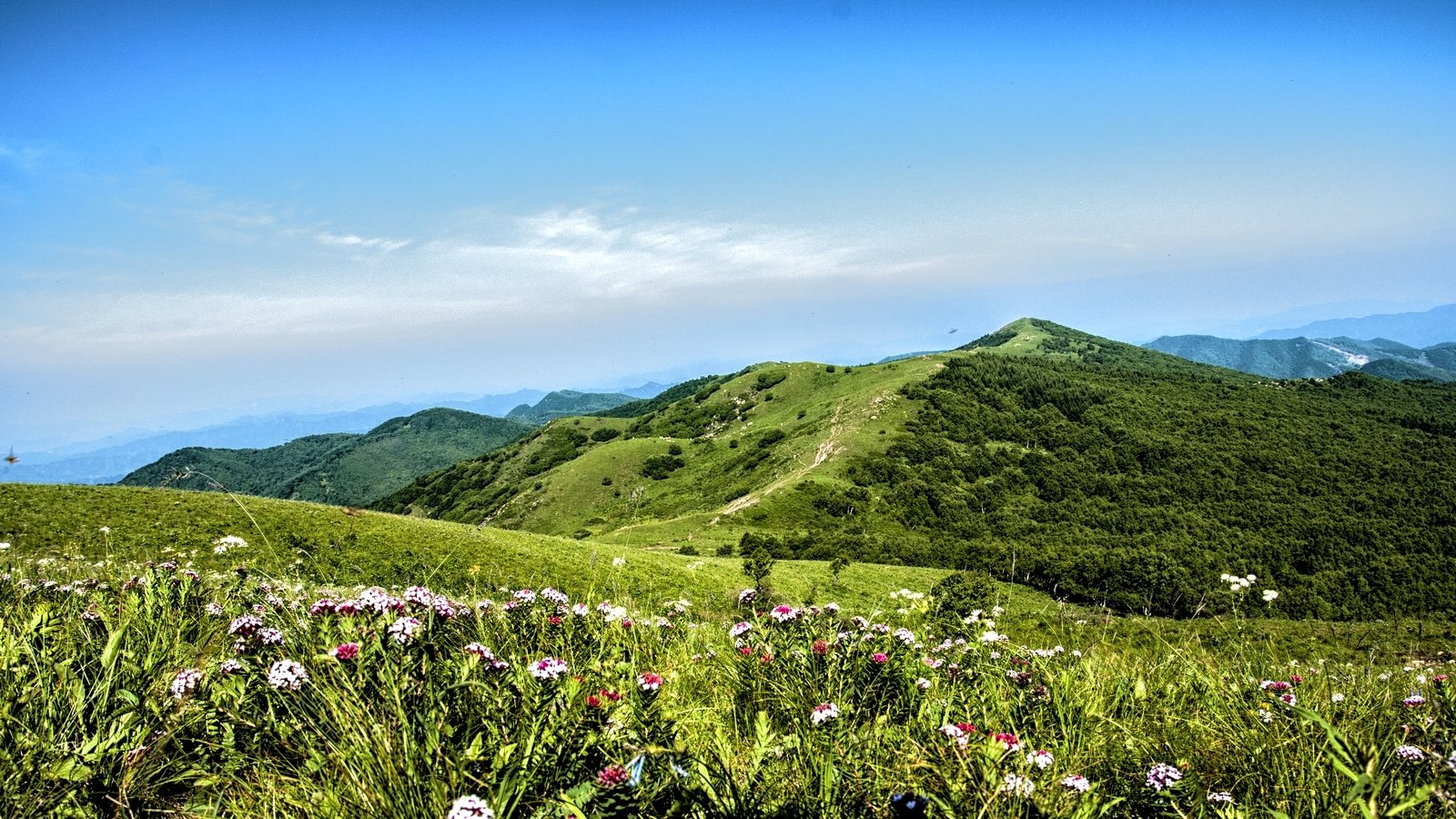 高山草甸