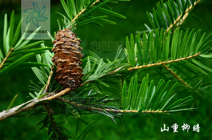 class="ref" data-ctrid="tb7bmoihyaha">黄枝油杉是松科油杉属的乔木