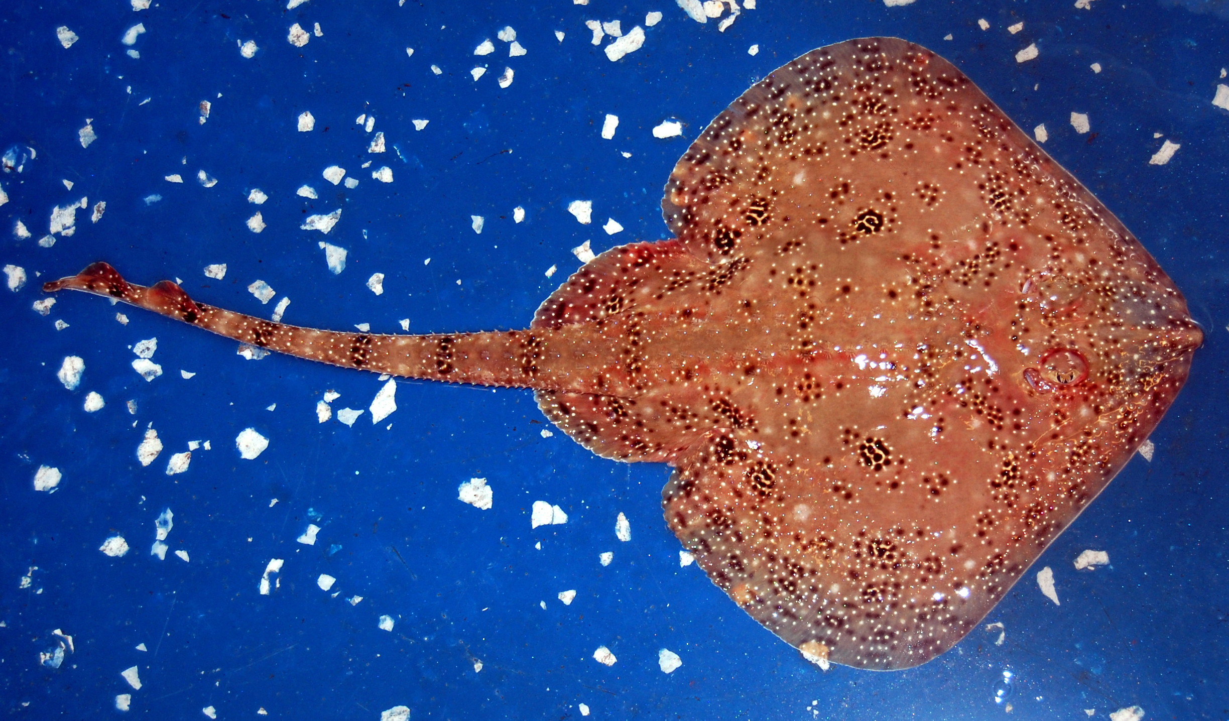 是一种较小的鳐鱼,最大体盘宽度为26厘米,最大总长度为44.5厘米.