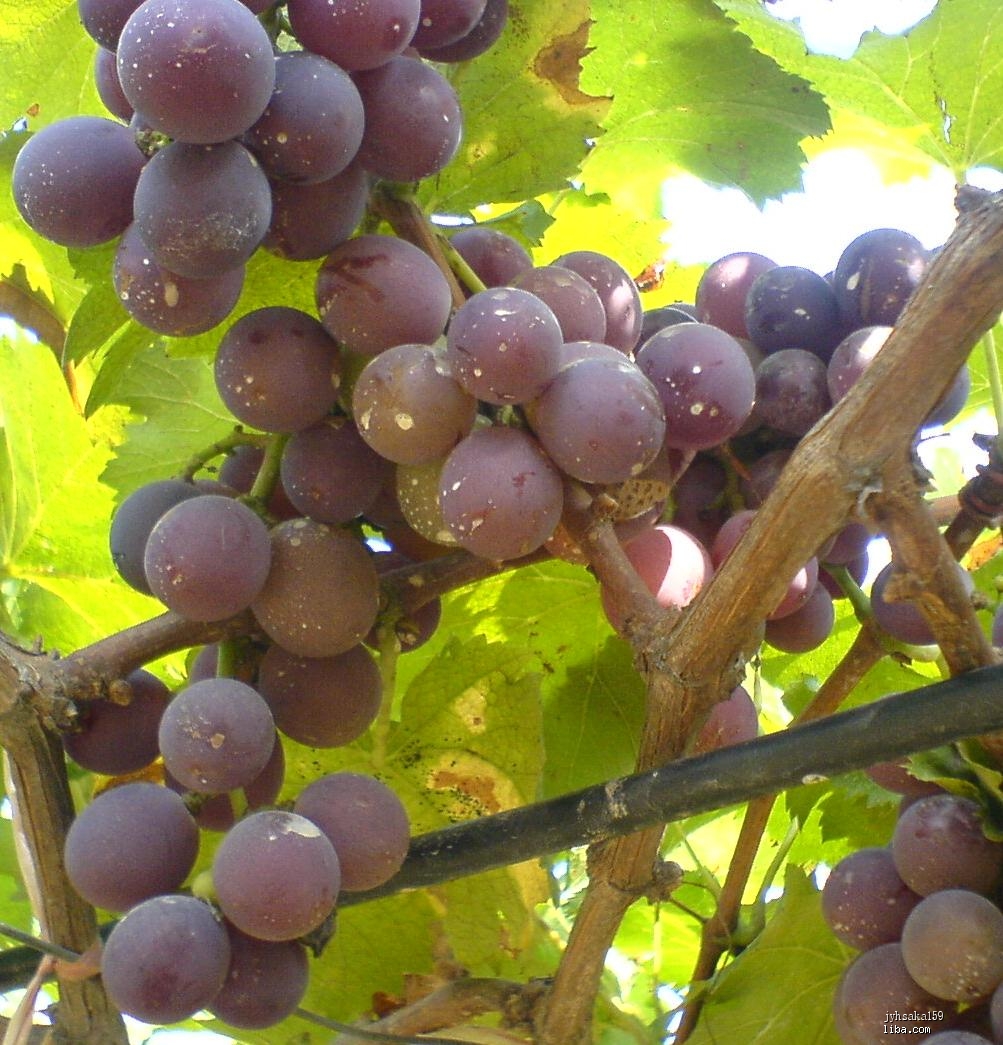 峰后葡萄