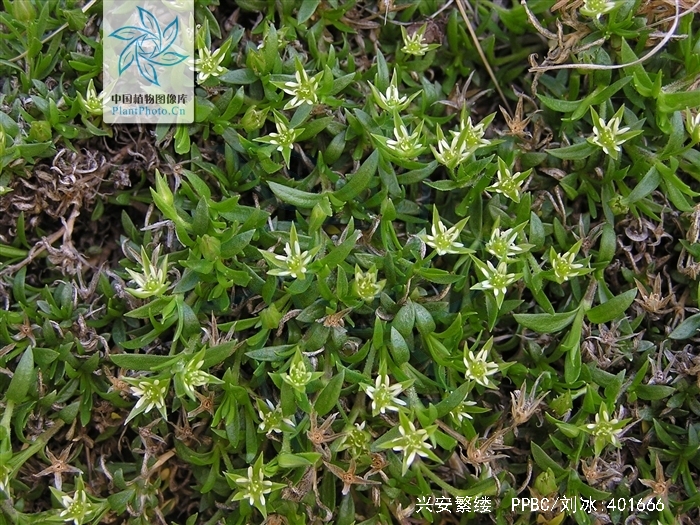 williams),别名:东北繁缕,绿花繁缕,是木兰纲, a target="_blan"