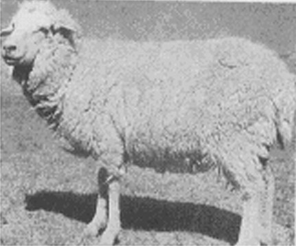 青海高原半细毛羊