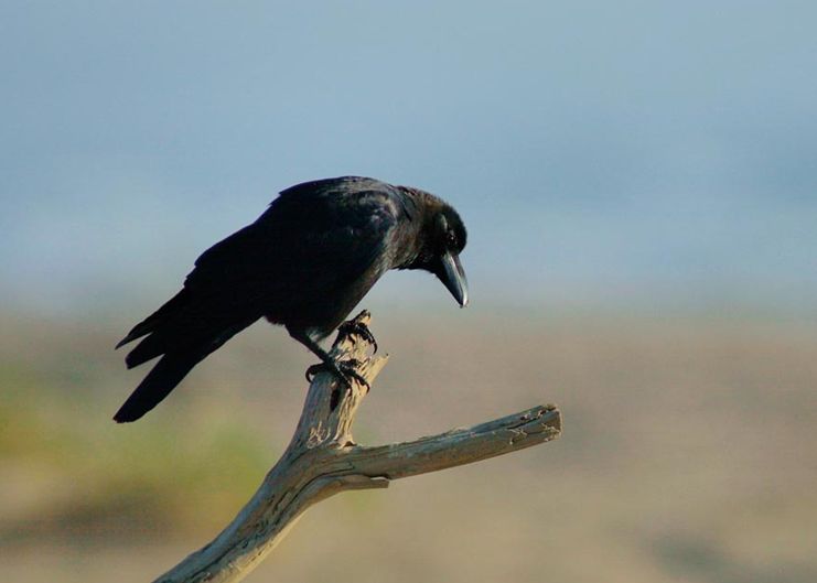  p>大嘴乌鸦琉球亚种(学名: i>corvus macrorhynchos osai /i>)是大嘴