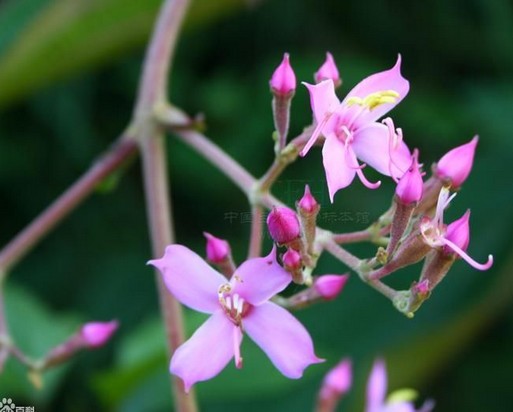  p>大野牡丹,别名:大暴牙郎,拉丁文名:melastoma imbricatum wall.