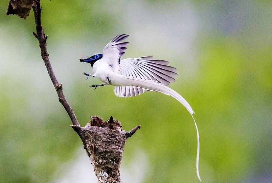  p>白寿带是一种小鸟,野外看起来,其身体部分好像还没有常见的白头翁