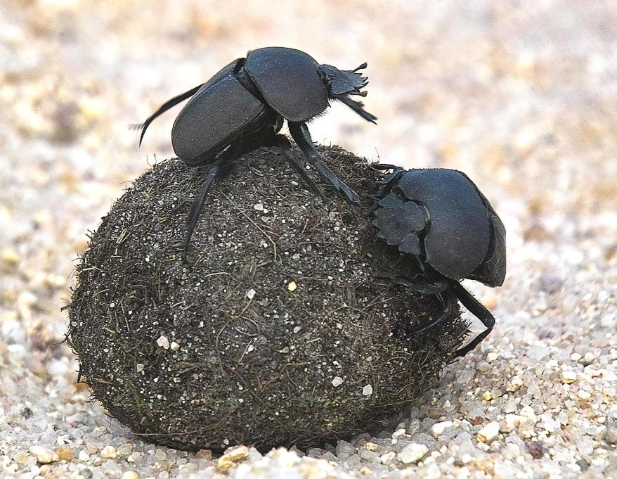 dung beetle
