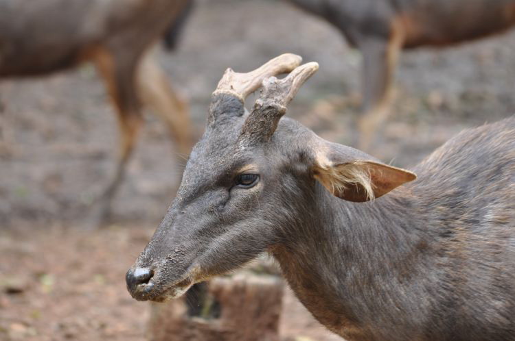  p>水鹿(学名: i>rusa unicolor /i>)体型粗壮接近 a target="_blank"