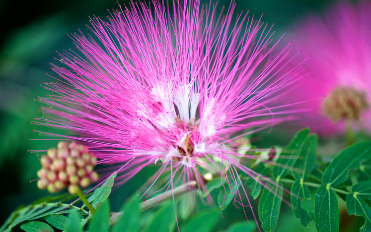  p>滇合欢,学名albizia simeonis harms,豆科合欢属植物.