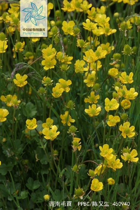 为毛莨科植物西南毛茛ranunculus  ficariifolius  lévl.
