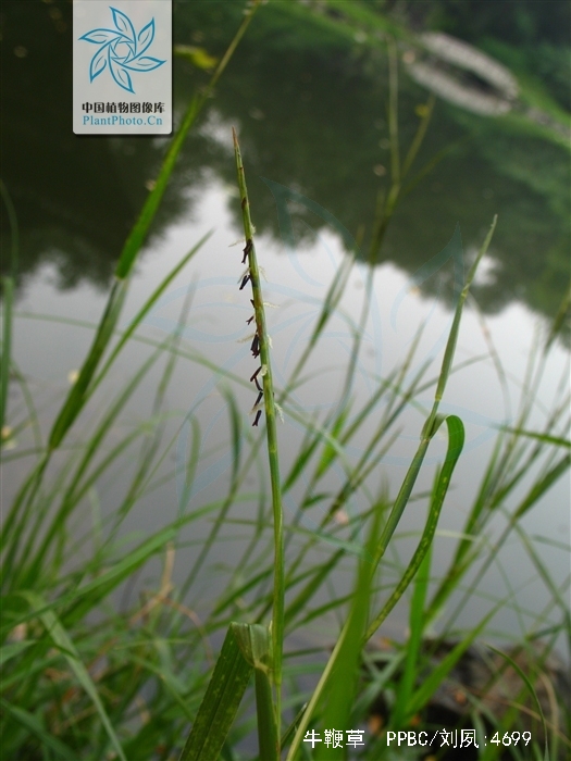  p>牛鞭草(学名: i>hemarthria altissima /i> (poir.) stapf et c.