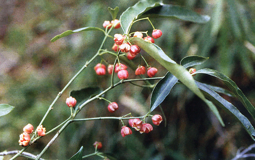 cheng)是 a target="_blank" href="/item/卫矛科">卫矛科 /a> a