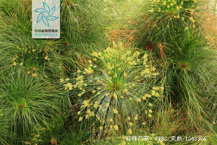  p>畦畔莎草(学名: i>cyperus haspan /i> l.
