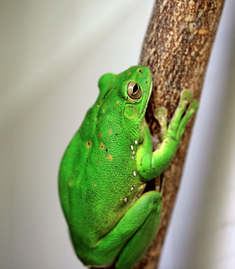  p> b>经甫泛树蛙 /b>为树蛙科泛树蛙属的两栖动物,是中国的特有物种.