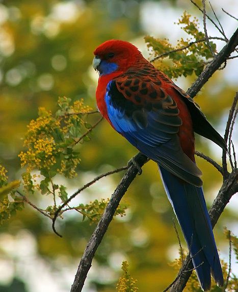  p>深红玫瑰鹦鹉(学名:platycercus elegans)是典型的 a href="#"