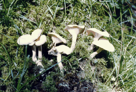  p>白霜杯伞,真菌界伞菌目白蘑科杯伞属下真菌.
