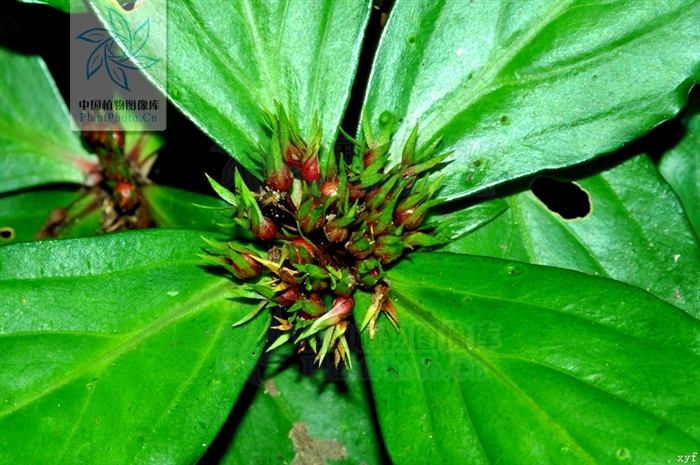  p> b>落地梅 /b>(学名: i>lysimachia paridiformis /i>)为 a target