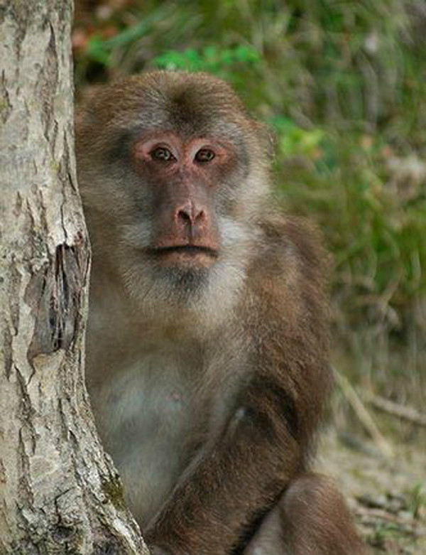  p>藏酋猴(学名: i>macaca thibetana /i>):是中国 a target="_blank"