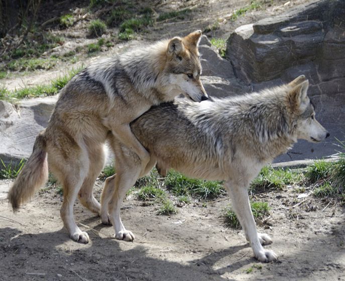  p>墨西哥狼(学名: i>canis lupus baileyi /i>)是 a href="#" data