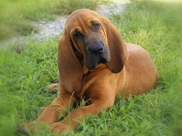 红浣熊猎犬