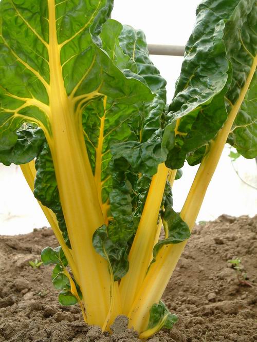  p>甜菜(学名: i>beta vulgaris /i> l.