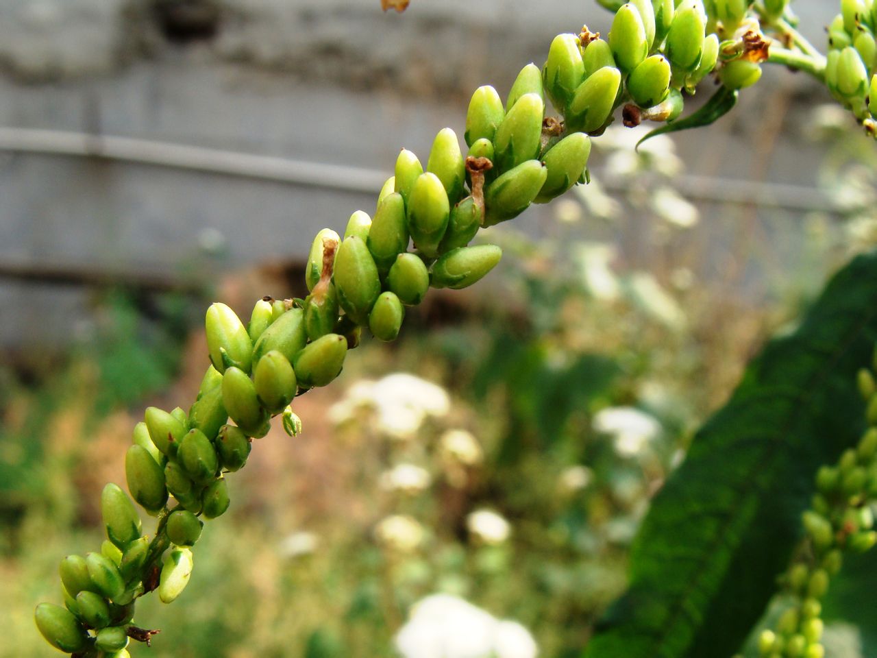  p>醉鱼草(学名: i>buddleja /i>  i>lindleyana /i> fortune)是马钱