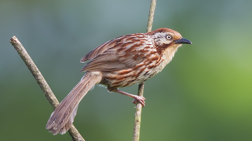  p>棕草鹛(学名:babax koslowi)为鹟科草鹛属的 a target="_blank"