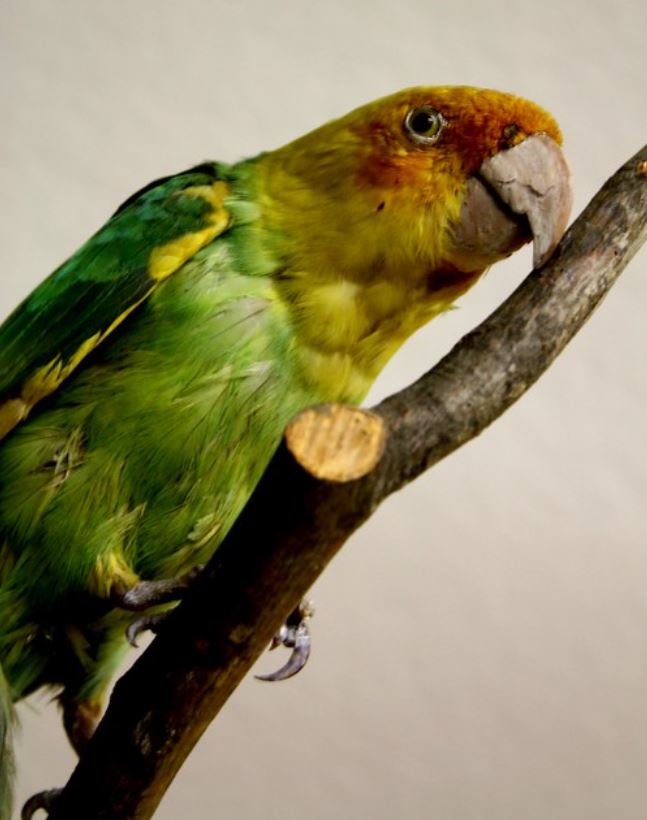  p>卡罗来纳州长尾小鹦鹉(学名: i>conuropsis carolinensis /i>):是