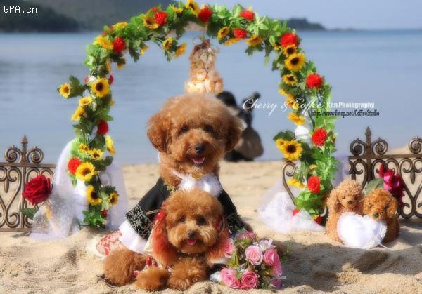 雄壮的婚礼进行曲,艳丽的婚纱礼服,红色的结婚证书,粉色的洞房,宠物