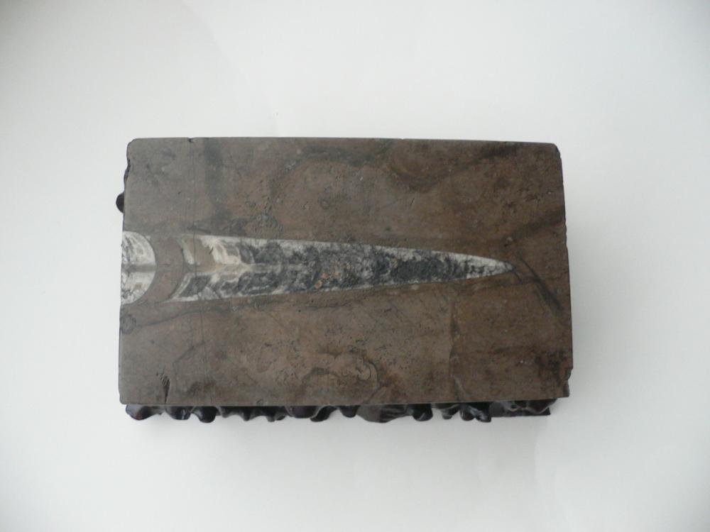  p>震旦角石又称"中华角石", 它的外型如同宝塔一样,所以还有 a href=