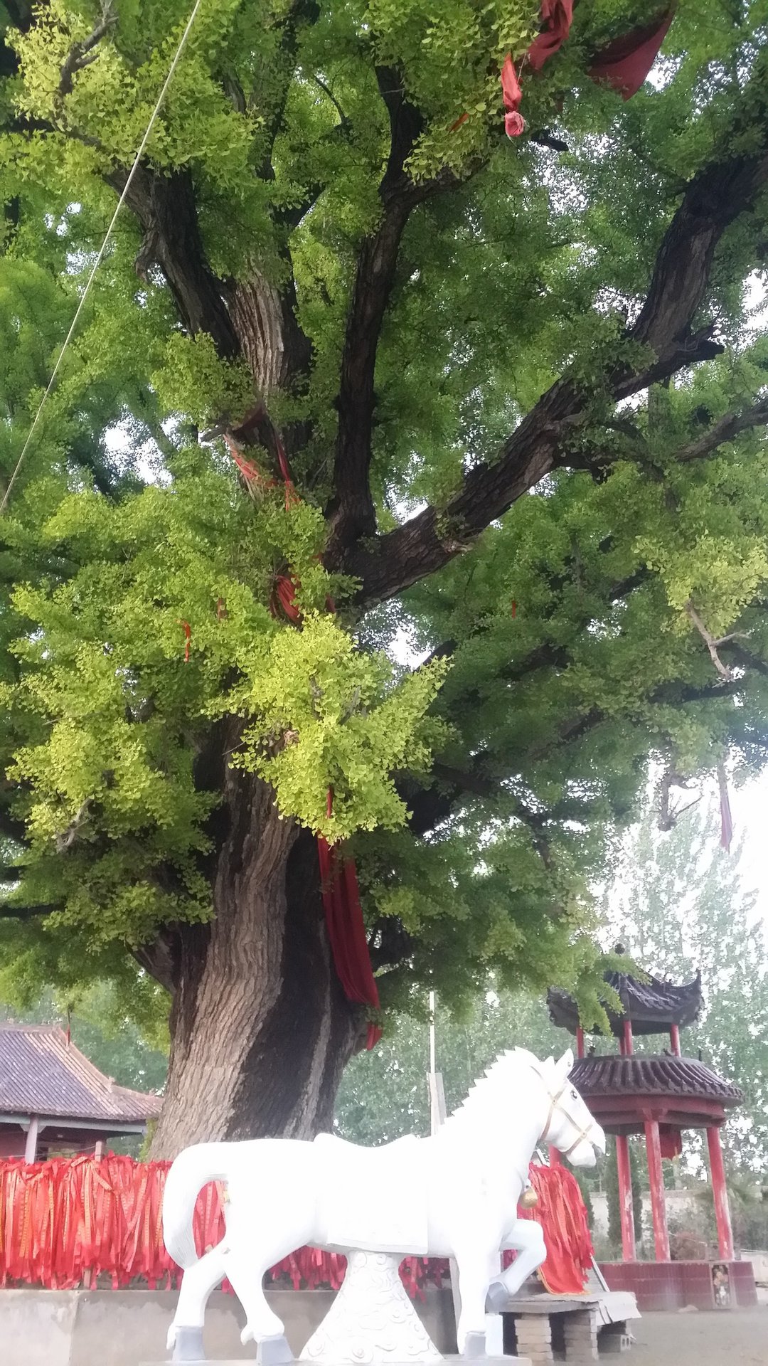  p>千年白果树,位于鹿邑县东北9公里处,涡北镇孙营村之东,北临惠济