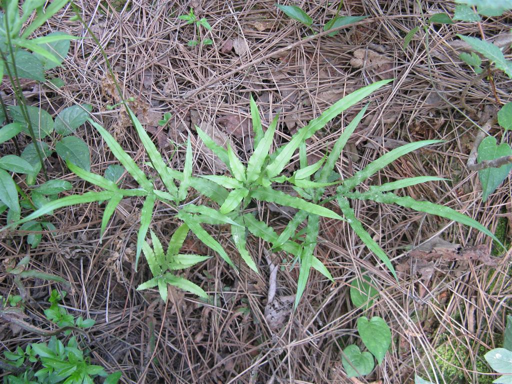 蜈蚣草