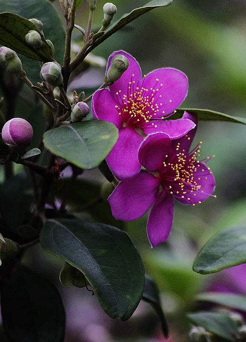 (拉丁学名: i>rhodomyrtus tomentosa /i>)是桃金娘科,桃金娘属灌木