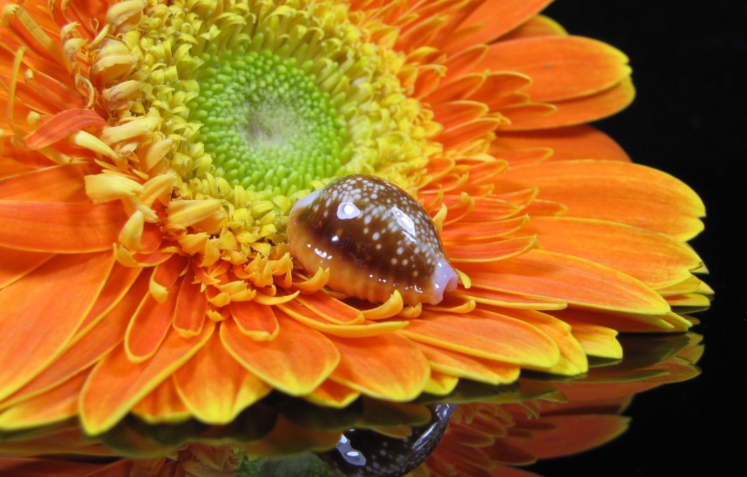  p>红花宝螺(学名:erosaria helvola helvola)是腹足纲宝螺科的 a