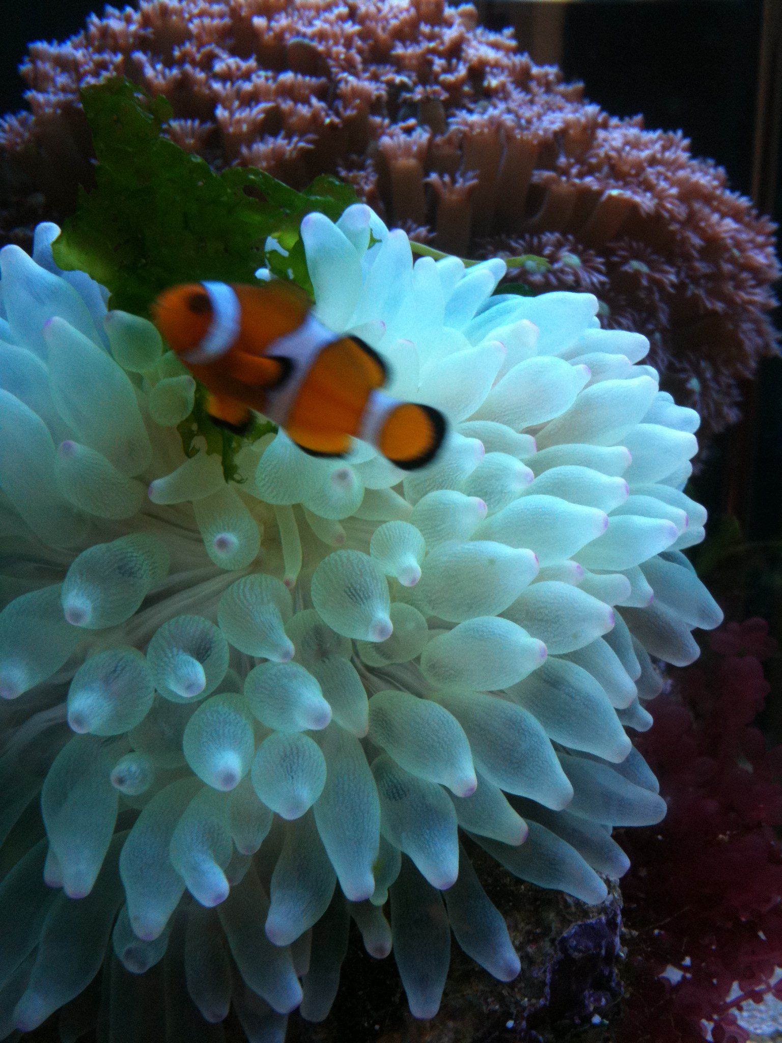  p>奶嘴海葵又称拳头海葵,学名樱蕾篷锥海葵,英文名:bulb anemone