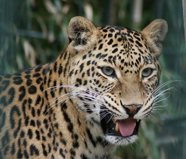  p>印度花豹(学名:panthera pardus fusca),又称印第安豹,是豹的九个