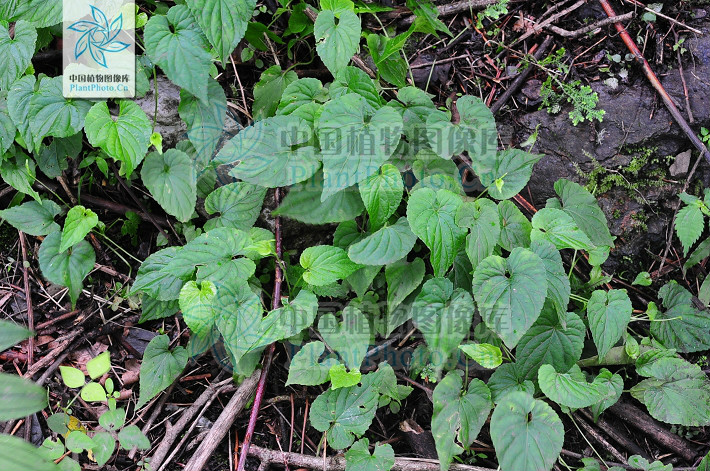  p>匍匐堇菜(学名:viola pilosa)为堇菜科堇菜属的植物.