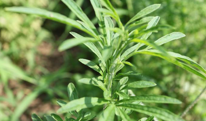 briq.)是唇形科,裂叶荆芥属植物.