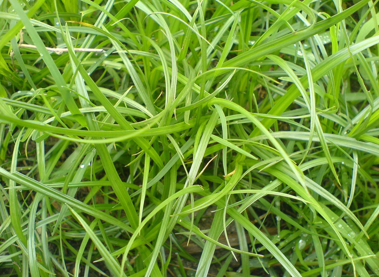 ="#">莎草科 /a> a href="#" data-lemmaid="3309725">莎草属 /a>的 a