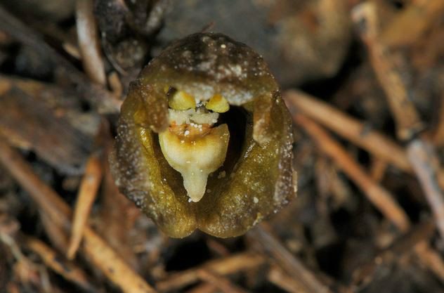  p>八代天麻(学名: i>gastrodia confusa /i>  honda et tuyama): a