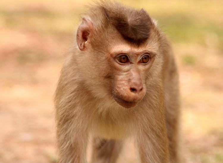  p>豚尾猴(学名: i>macaca leonina /i>):体长54-62厘米,体型较粗壮