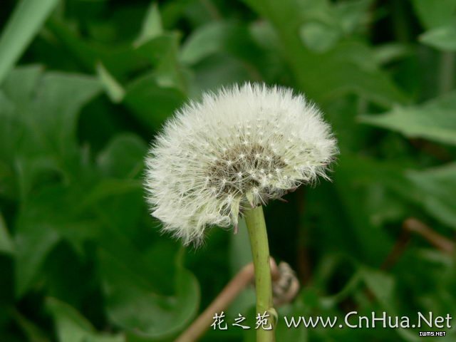  p>白缘蒲公英(学名: i>taraxacum platypecidum diels /i>)是 a href
