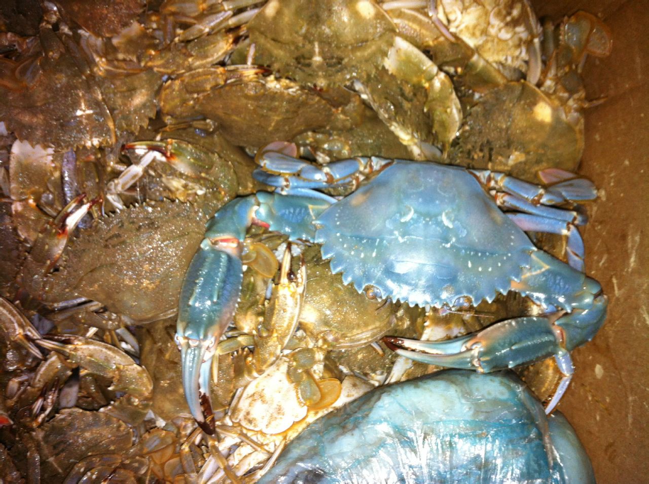  p>类似于人类的白化病, /p> p>澳洲有蓝色品种的螃蟹. /p>