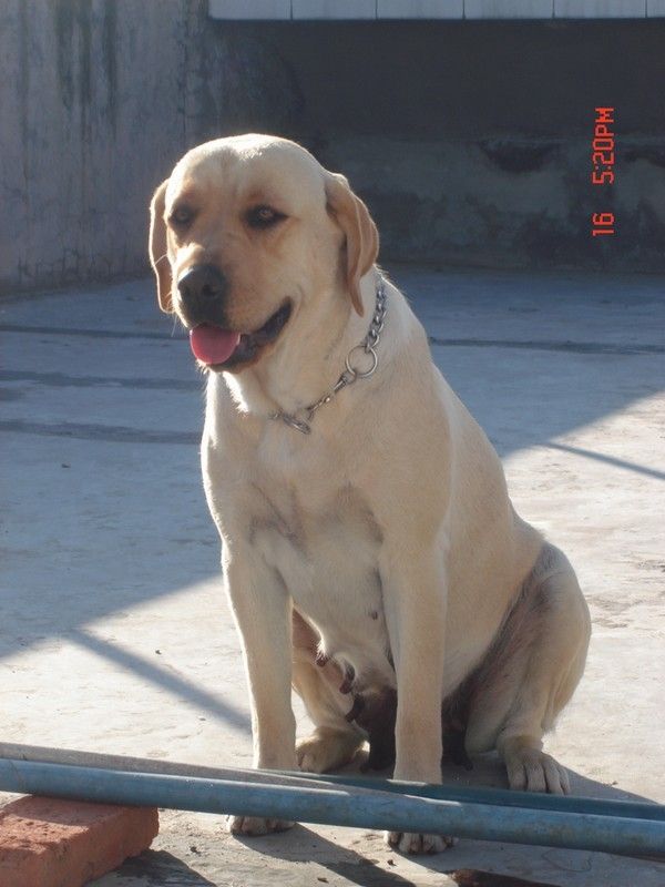  p> a target="_blank" href="/item/拉布拉多/4152961" data-lemmaid