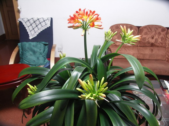  p data-id="gnfe2pij8t">1984年10月11日,君子兰被命名为长春市 a