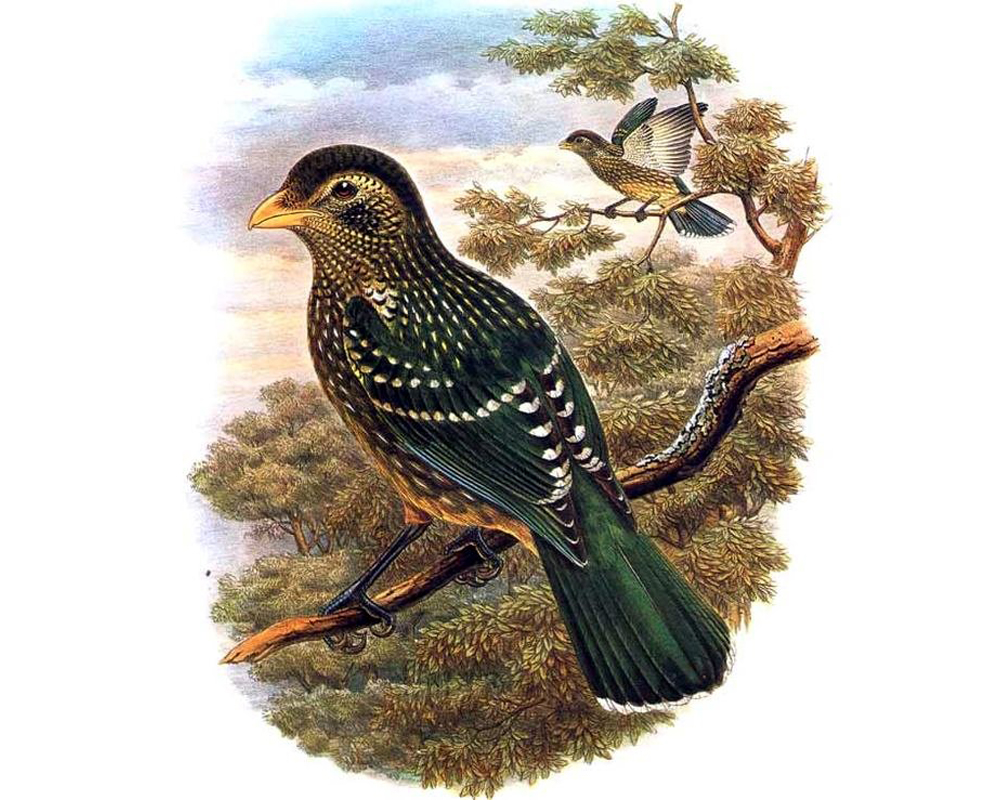  p>绿猫鸟,别名 a href="#" data-lemmaid="9700847">绿园丁鸟 /a>