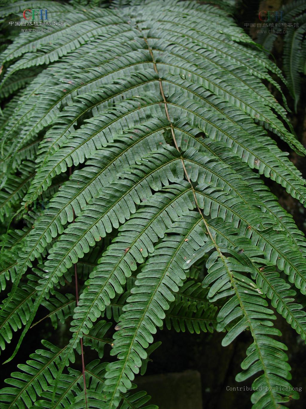 pteris multifida poir