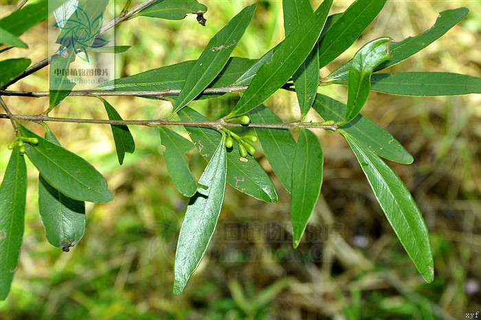memecylon luchuenense c. chen