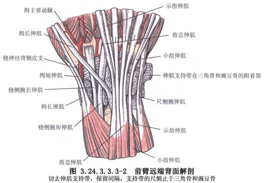 尺侧腕屈肌
